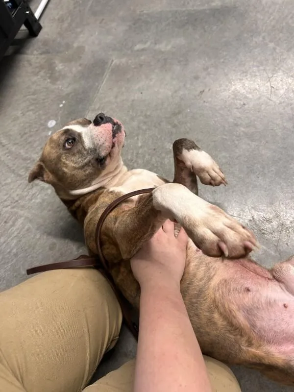 Dozer thumbnail 5
