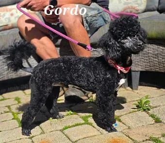 A baby small-sized male Black Miniature Poodle dog named Gordo for adoption in New York, NY