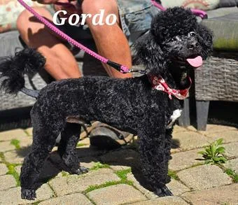 Gordo thumbnail 2