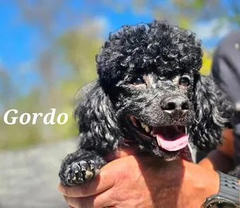 Gordo thumbnail 3