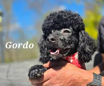 Gordo thumbnail 4