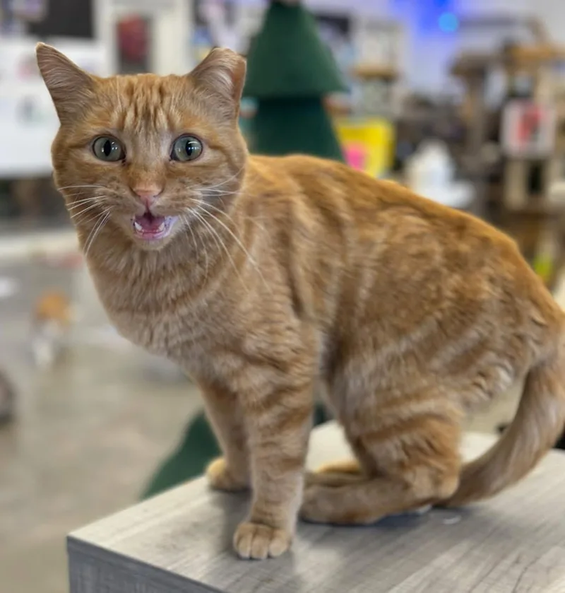 An adult medium-sized female Domestic Short Hair cat named Gloria for adoption in Faribault, MN