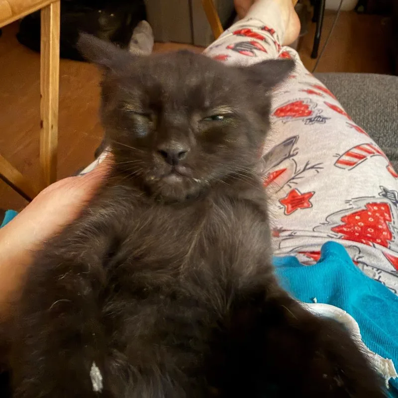 A baby small-sized male Black Domestic Short Hair cat named Bastien Willingham for adoption in Woodstock, VA