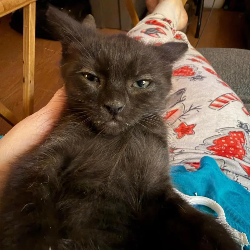 Bastien Willingham thumbnail 2