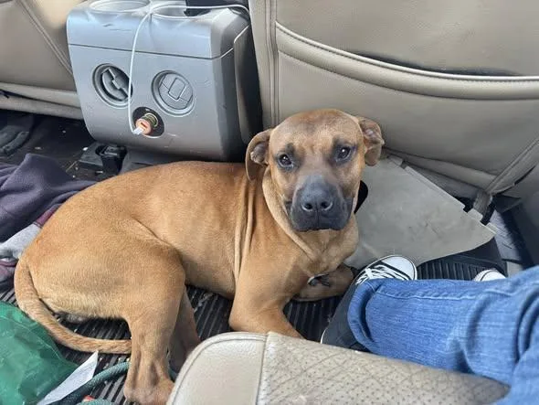 An adult medium-sized male Boxer dog named Scooby for adoption in Seth, WV