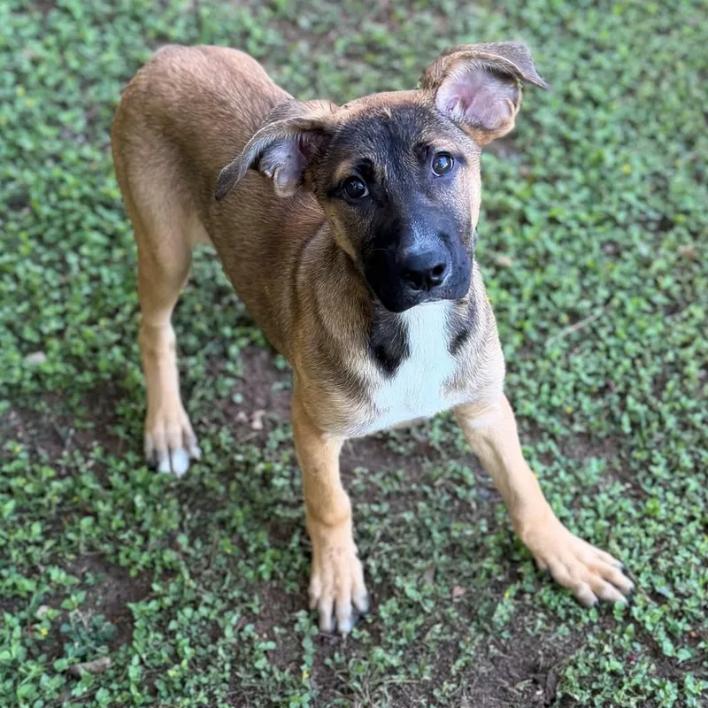 A young medium-sized female Black Shepherd dog named Winnie for adoption in Summerdale, AL