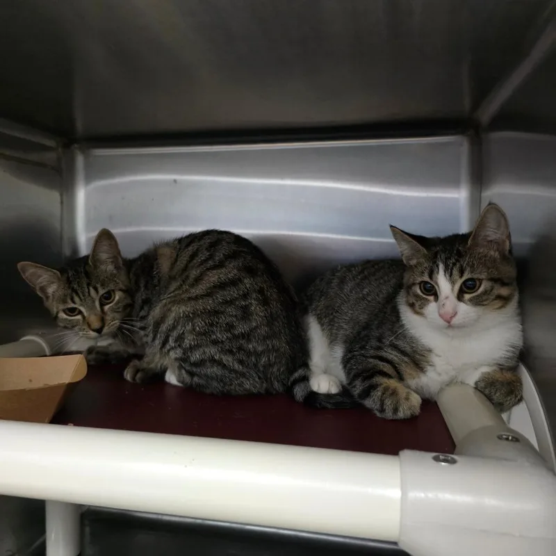 A baby small-sized female Brown / Chocolate Domestic Short Hair cat named Maverick for adoption in Naples, FL