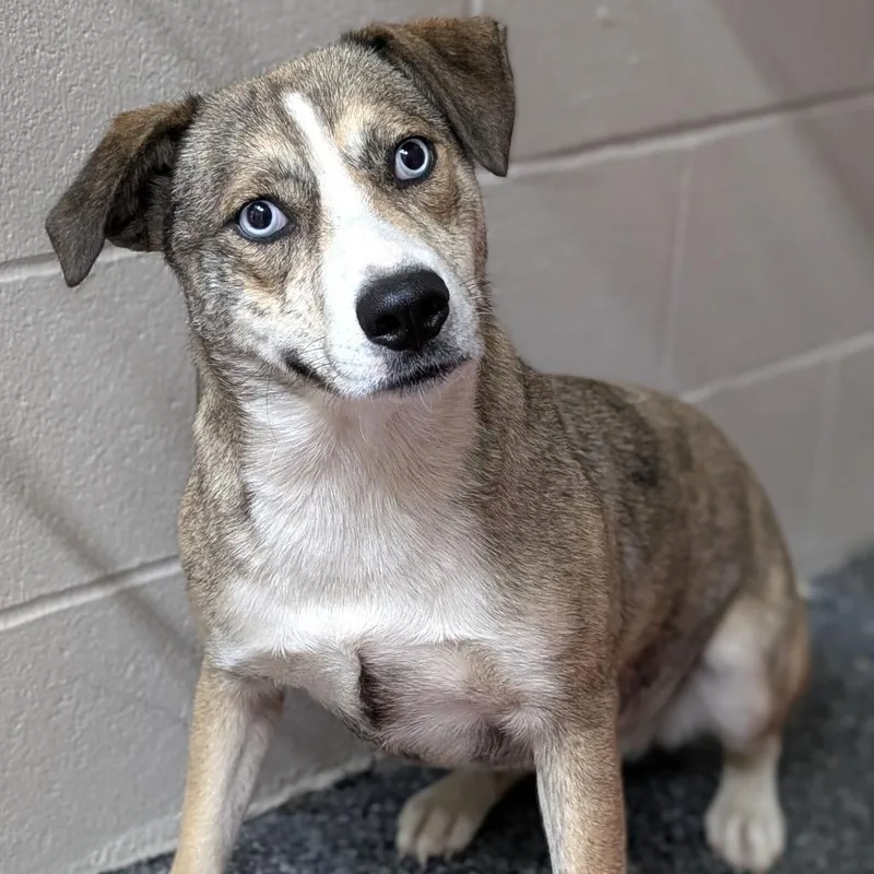 A young small-sized female Brindle Catahoula Leopard Dog dog named Lucyloo for adoption in Buchanan Dam, TX