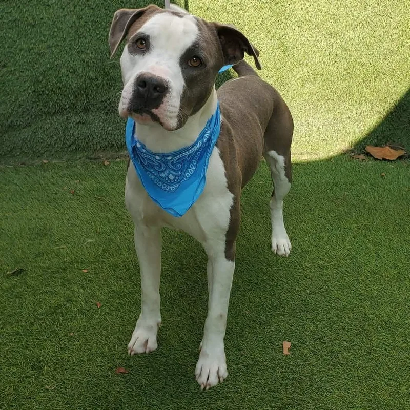 An adult medium-sized male Gray / Blue / Silver American Staffordshire Terrier dog named Felix for adoption in Oak Point, TX