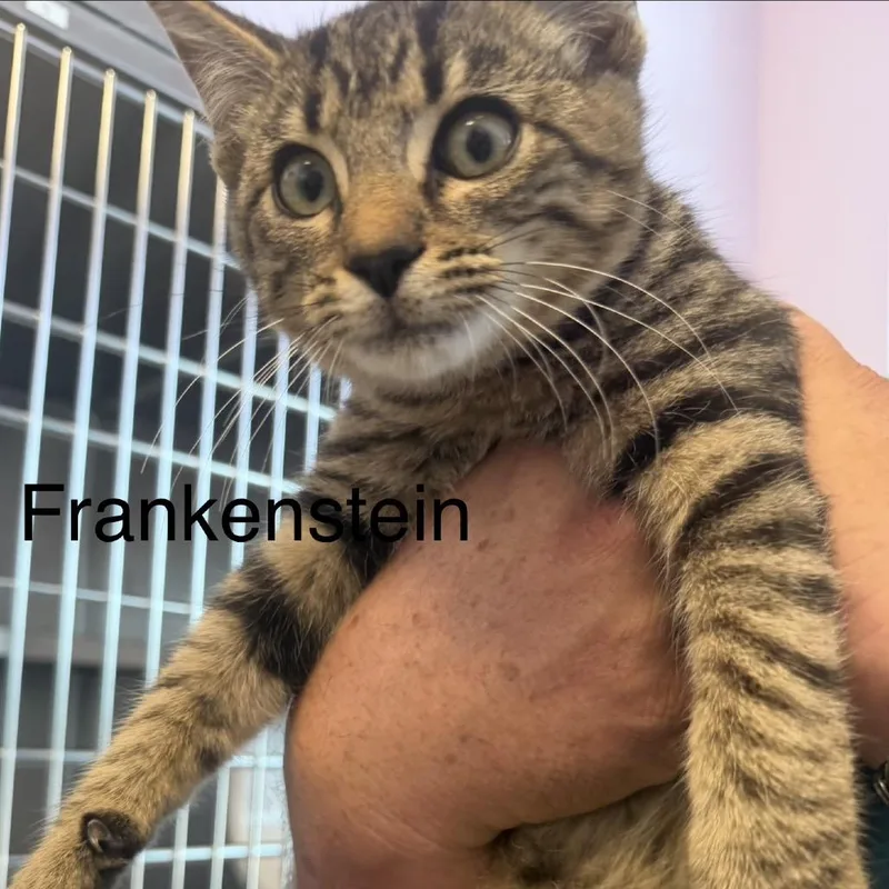 A baby small-sized male Black Domestic Short Hair cat named Frankenstein for adoption in Madisonville, TN