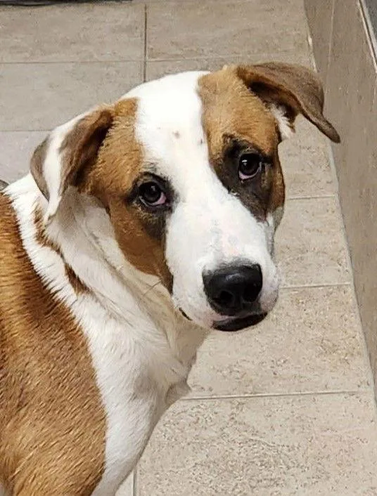 Marigold thumbnail 2