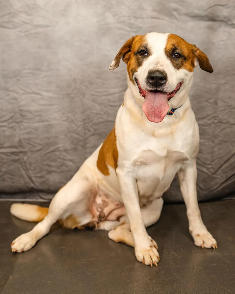 Marigold thumbnail 3