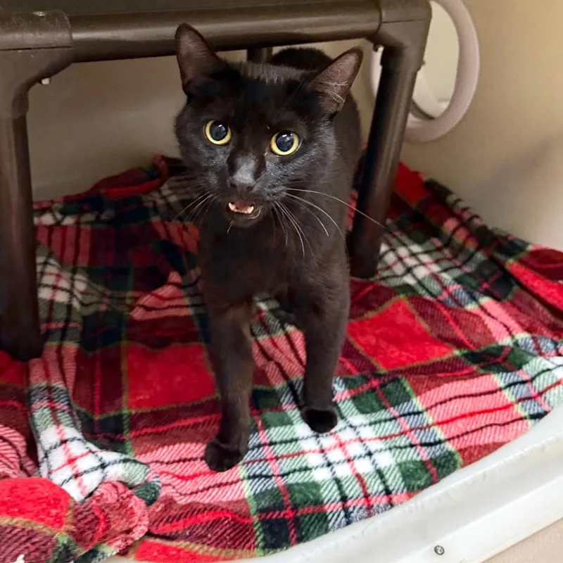 An adult small-sized female Domestic Short Hair cat named Lovely Bones for adoption in Caryville, TN