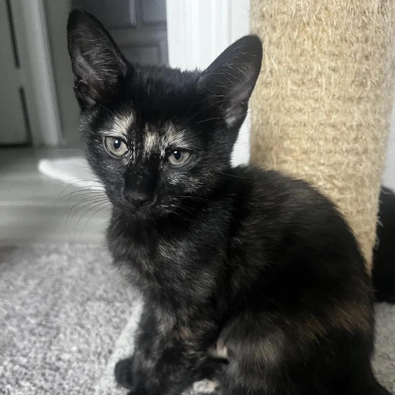 A baby small-sized female Tortoiseshell Domestic Short Hair cat named Elaine for adoption in Houston, TX