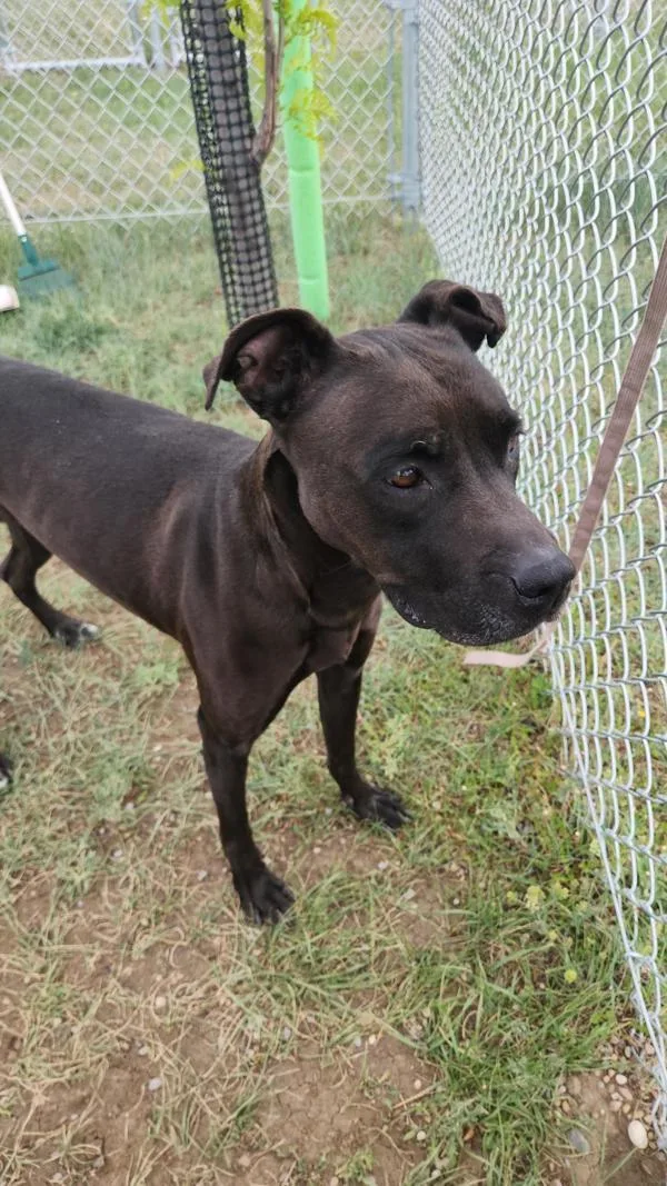 An adult medium-sized female Mixed Breed dog named Athena for adoption in Great Falls, MT