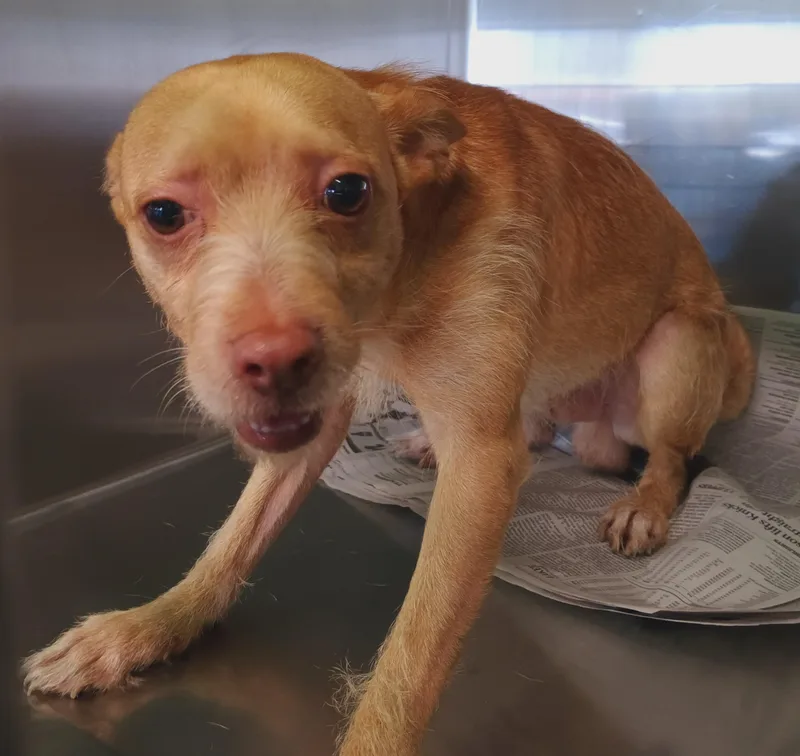 An adult medium-sized male Terrier dog named Maui for adoption in Los Angeles, CA