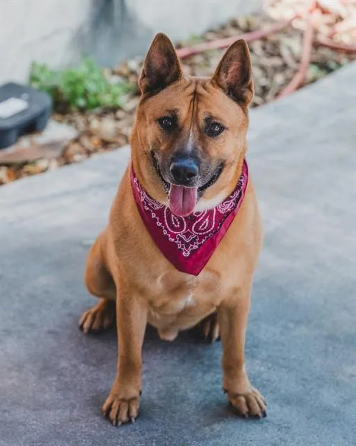 An adult extra large-sized male Terrier dog named Donnie for adoption in Miami, FL