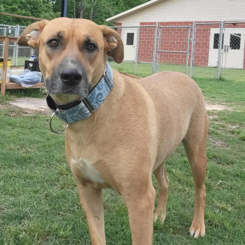 An adult large-sized female Brown / Chocolate Black Mouth Cur dog named Pretzel for adoption in Cabot, AR