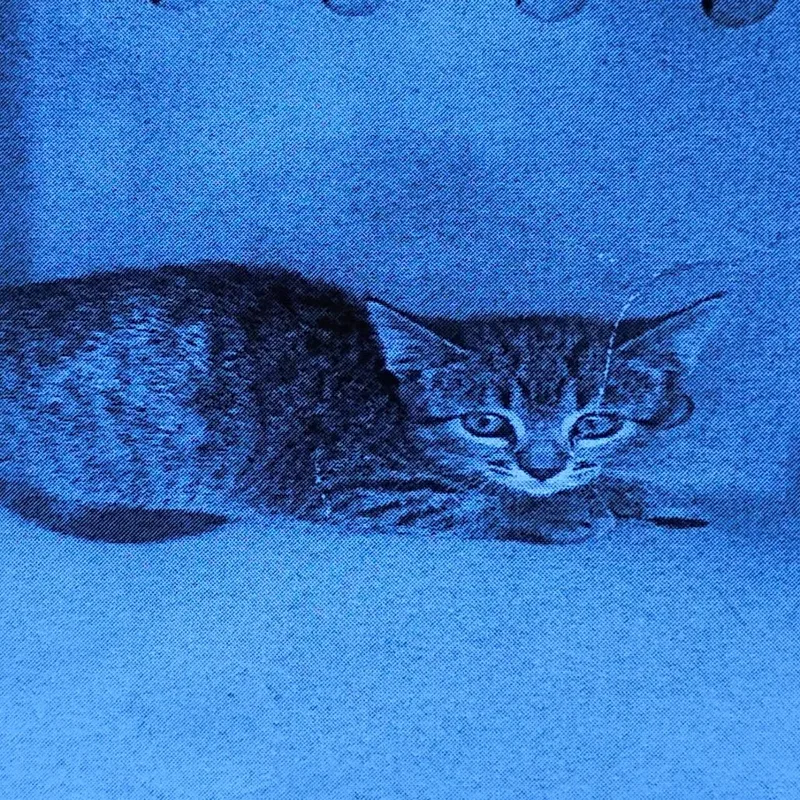 A baby small-sized female Brown / Chocolate Domestic Short Hair cat named Kitkat for adoption in Grantsville, UT