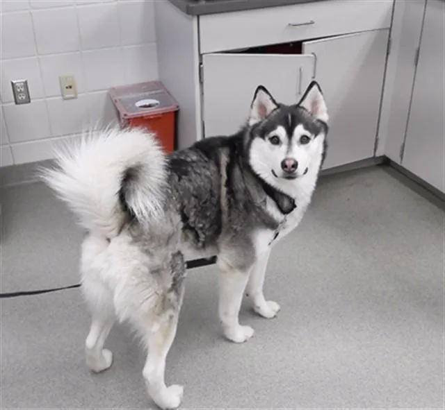 An adult large-sized male Husky dog named Toonces for adoption in Omaha, NE
