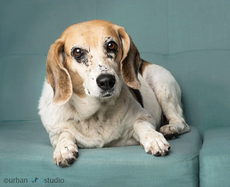 Daisy  F thumbnail 3