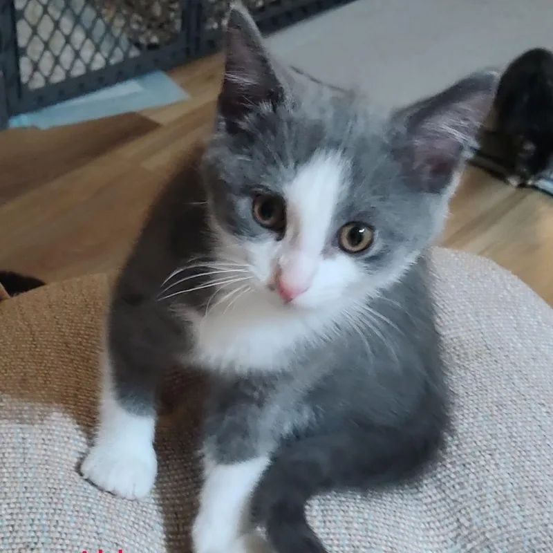 A baby medium-sized female Gray & White Domestic Short Hair cat named Abby for adoption in Watertown, WI