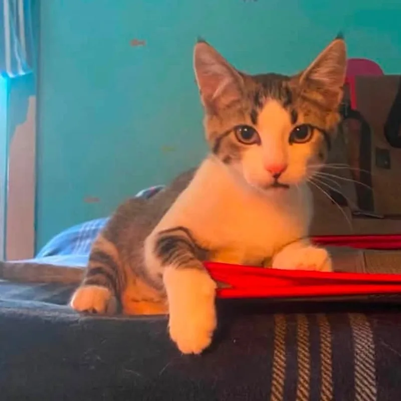 A baby medium-sized female Tabby (Gray / Blue / Silver) Domestic Short Hair cat named Dot for adoption in Carnegie, PA