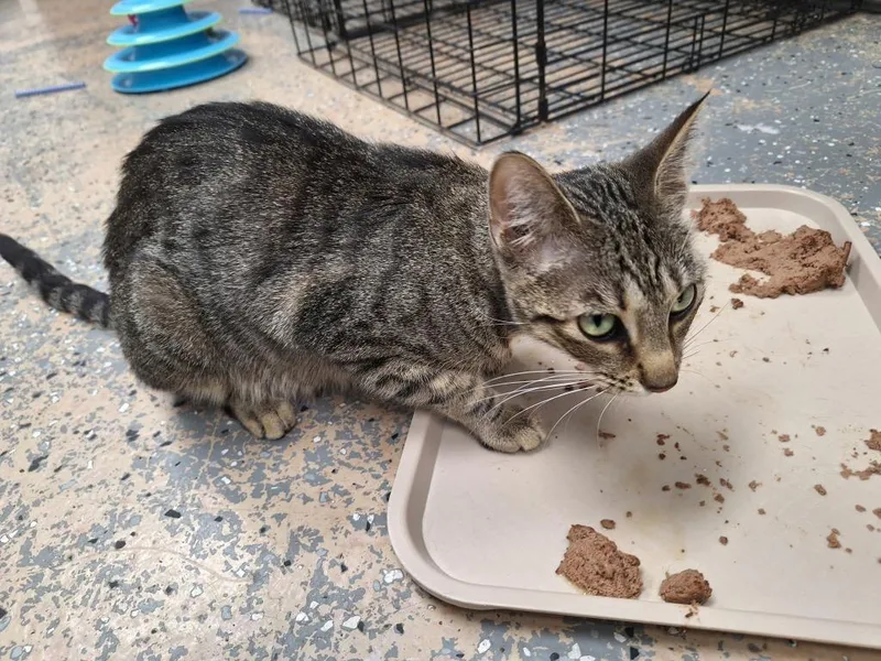 A young medium-sized female Tabby cat named Jett for adoption in Grand Junction, CO