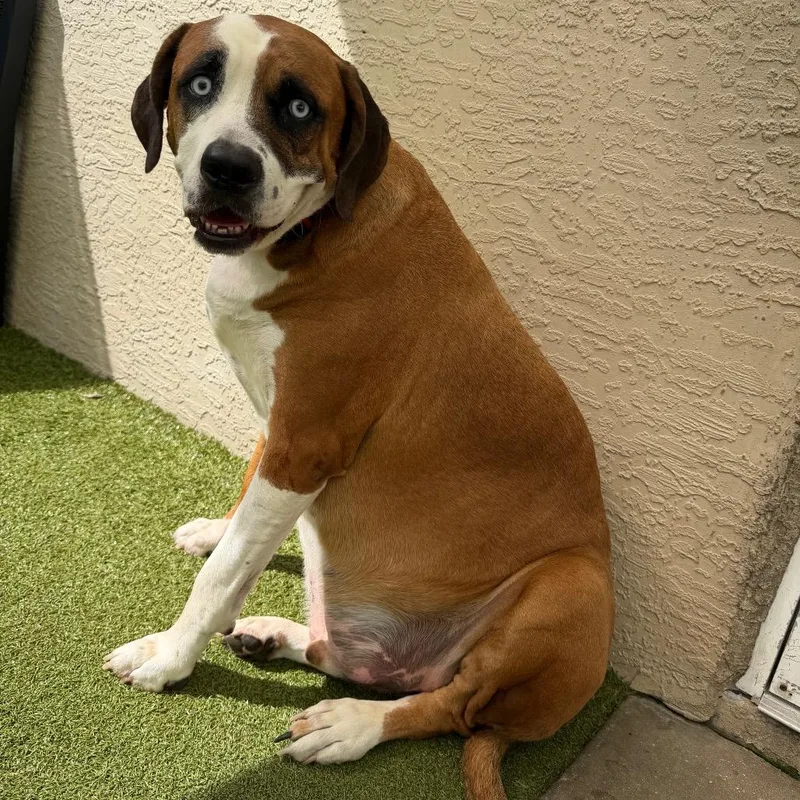 An adult extra large-sized male Brown / Chocolate Mixed Breed dog named Chunky Monkey for adoption in Titusville, FL