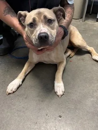 An adult medium-sized female Pit Bull Terrier dog named Zelda $ for adoption in Seneca, SC