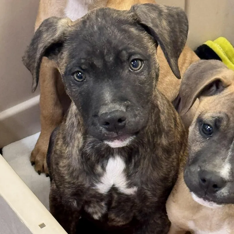 A baby medium-sized male Boxer dog named Bram for adoption in Wilmington, OH