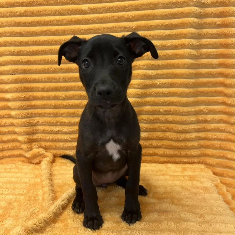 A baby medium-sized female Black Labrador Retriever dog named Mariah Carey for adoption in Kanab, UT