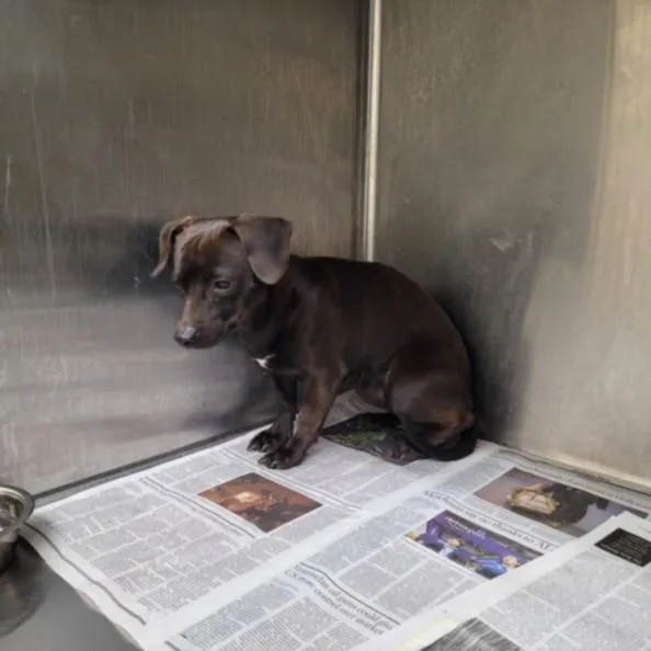 A young small-sized male Chihuahua dog named Jet for adoption in Los Angeles, CA