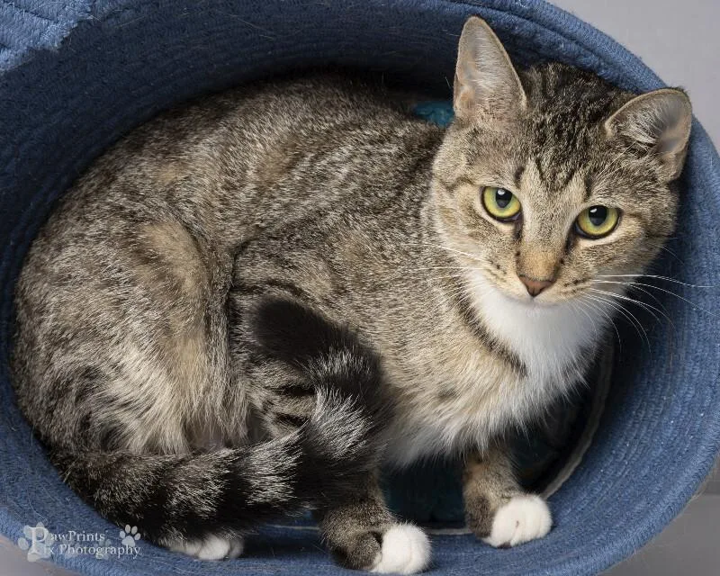 An adult medium-sized female Tabby (Brown / Chocolate) Domestic Short Hair cat named Crayola for adoption in Maryville, TN