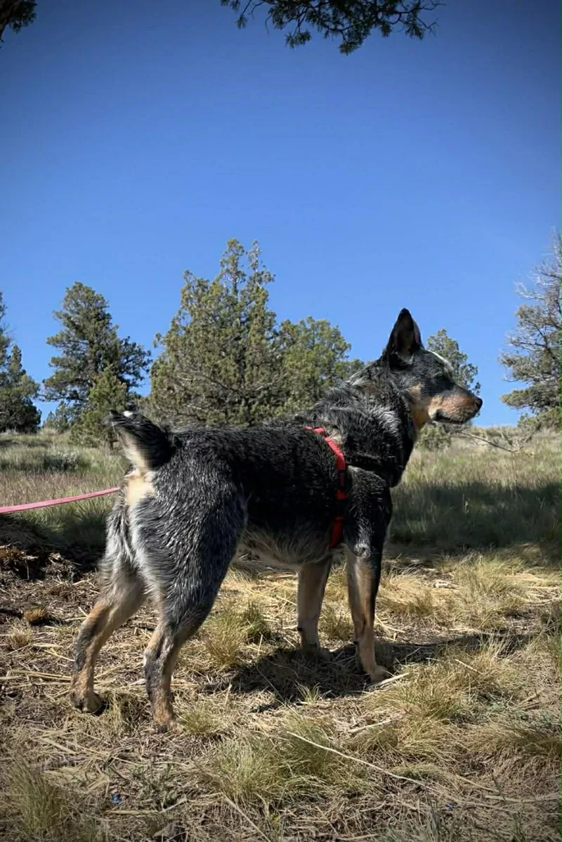 A young medium-sized female Merle (Blue) Australian Cattle Dog / Blue Heeler dog named Jolene for adoption in Bend, OR