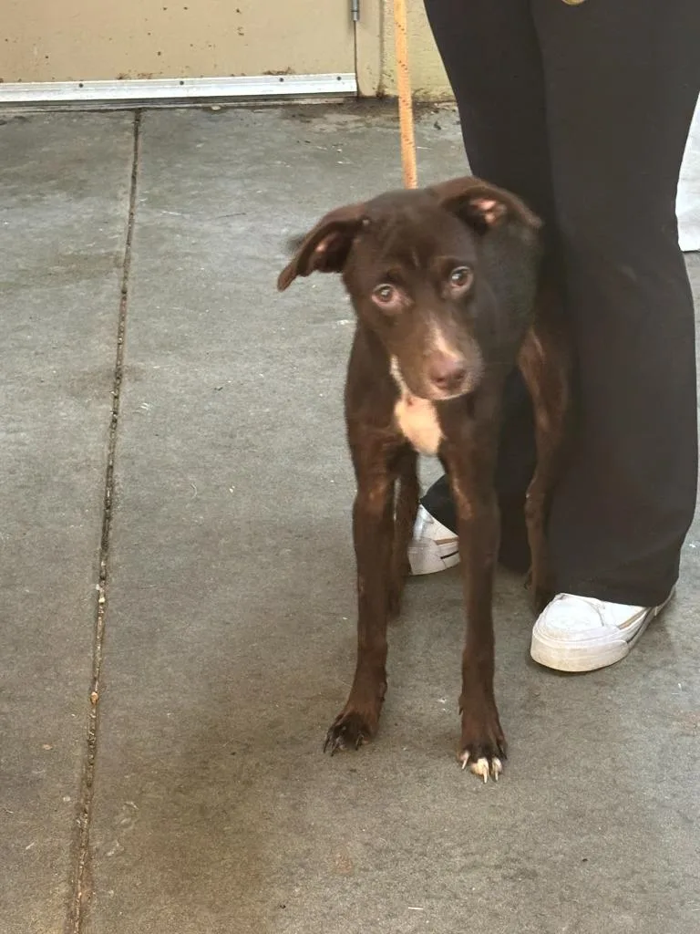 A young medium-sized female Labrador Retriever dog named Camo for adoption in Swainsboro, GA
