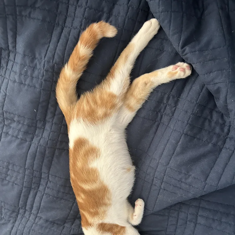 A baby medium-sized male Orange & White Domestic Short Hair cat named Mango for adoption in Davis, CA