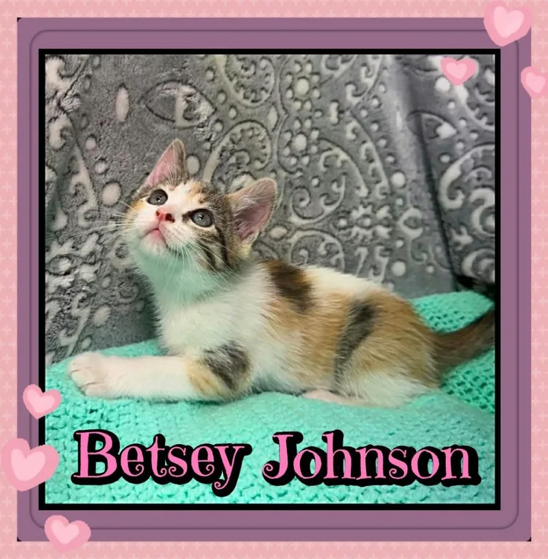 A baby small-sized female Domestic Short Hair cat named Betsey Johnson for adoption in Jacksonville, IL
