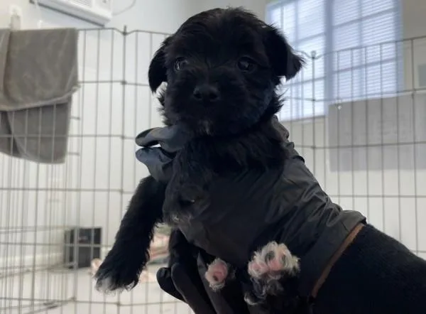 A baby medium-sized male Poodle dog named Clarinet for adoption in San Diego, CA