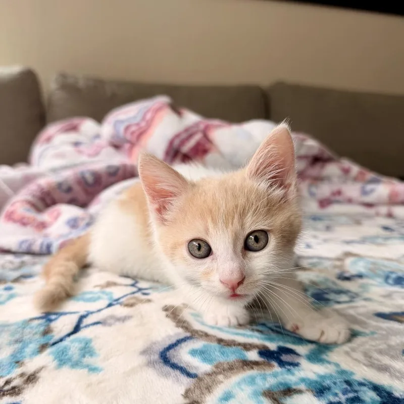A baby small-sized female White Domestic Short Hair cat named Avalon for adoption in Tustin, CA
