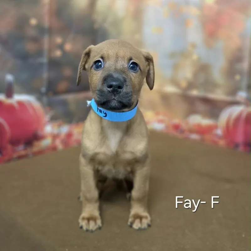A baby medium-sized female Retriever dog named Fay for adoption in Griswold, CT