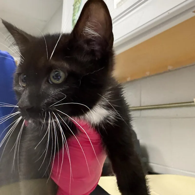 A baby small-sized male Black Domestic Short Hair cat named Bear for adoption in Greenville, SC