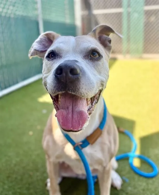 An adult medium-sized female Terrier dog named Sandy for adoption in Olivette, MO