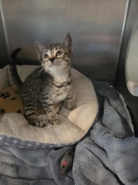 A baby small-sized male Domestic Short Hair cat named Triton for adoption in Cleveland, TN