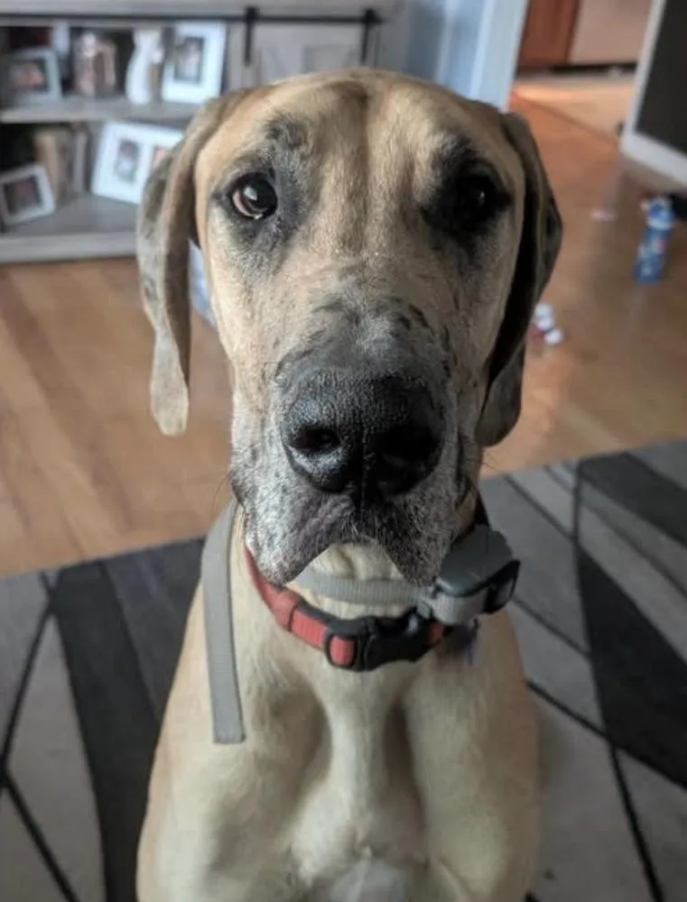 An adult extra large-sized male Great Dane dog named Lincoln for adoption in Fort Madison, IA