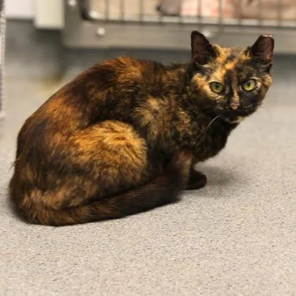 An adult small-sized female Black Domestic Short Hair cat named Fantasia for adoption in Atlanta, GA
