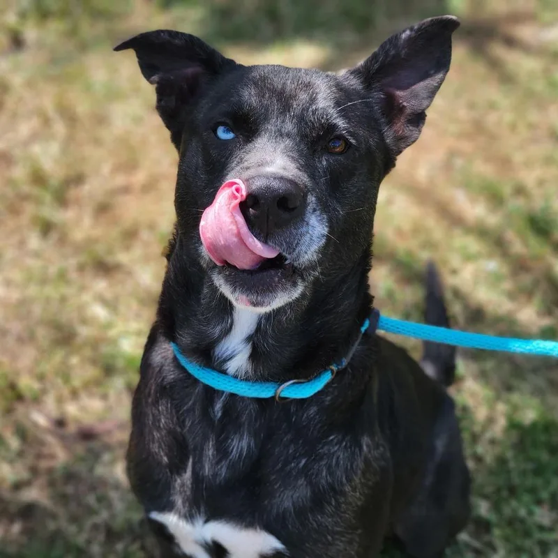 An adult medium-sized male Black Mixed Breed dog named Wilbur for adoption in Sarasota, FL