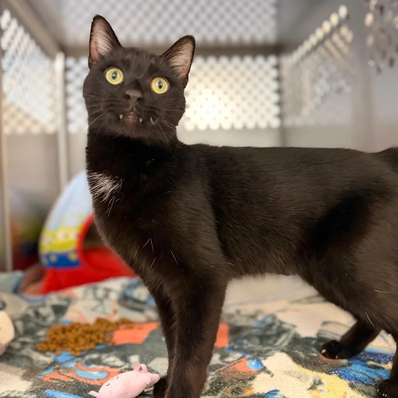 An adult large-sized male Domestic Short Hair cat named Charcoal for adoption in Portage, MI