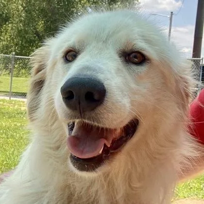 An adult medium-sized female White / Cream Great Pyrenees dog named Opal for adoption in Erie, PA