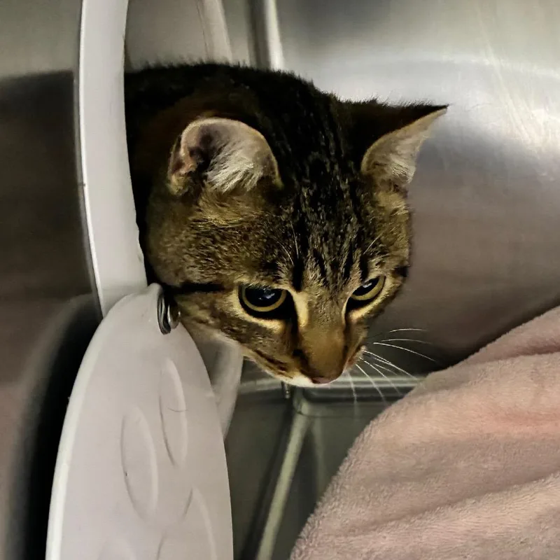 Toast Malone thumbnail 2